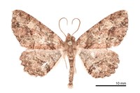 藏品(小橄欖花尺蛾)的圖片